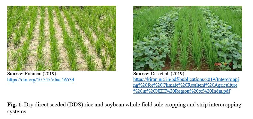 Economics of smallholders’ cropping systems